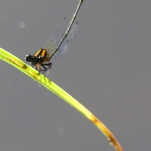 Nososticta solida at Jerrabomberra, NSW - 28 Dec 2018