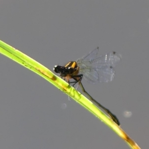 Nososticta solida at Jerrabomberra, NSW - 28 Dec 2018