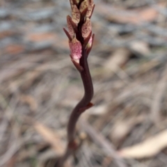 Dipodium roseum (Rosy Hyacinth Orchid) at Gundaroo, NSW - 9 Dec 2018 by MaartjeSevenster