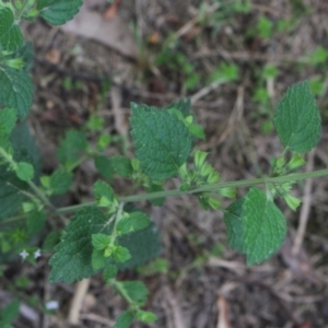 Melissa officinalis at Gundaroo, NSW - 28 Dec 2018 02:21 PM