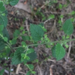 Melissa officinalis (Lemon Balm, Common Balm) at MTR591 at Gundaroo - 28 Dec 2018 by MaartjeSevenster