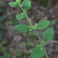 Melissa officinalis at Gundaroo, NSW - 28 Dec 2018