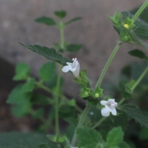 Melissa officinalis at Gundaroo, NSW - 28 Dec 2018 02:21 PM