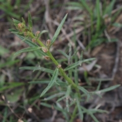 Haloragis heterophylla (Variable raspwort) at Gundaroo, NSW - 22 Dec 2018 by MaartjeSevenster