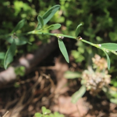 Polygonum (genus) (Wireweed) at Gundaroo, NSW - 22 Dec 2018 by MaartjeSevenster