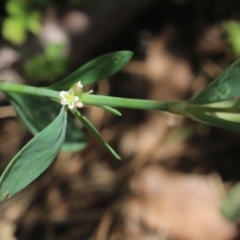 Polygonum (genus) at Gundaroo, NSW - 22 Dec 2018 01:31 PM