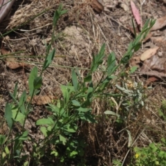 Polygonum (genus) at Gundaroo, NSW - 22 Dec 2018 01:31 PM