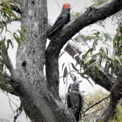 Callocephalon fimbriatum (Gang-gang Cockatoo) at Rendezvous Creek, ACT - 28 Dec 2018 by JohnBundock