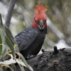 Callocephalon fimbriatum at Rendezvous Creek, ACT - 28 Dec 2018