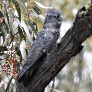 Callocephalon fimbriatum at Rendezvous Creek, ACT - 28 Dec 2018