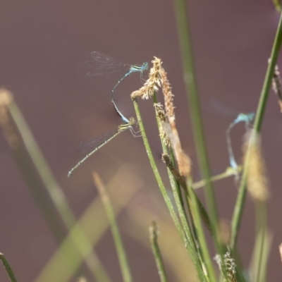 Austroagrion watsoni (Eastern Billabongfly) at Mulligans Flat - 27 Dec 2018 by AlisonMilton