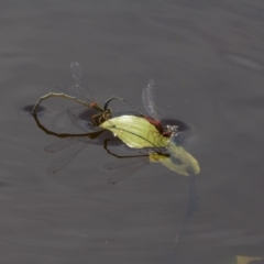 Xanthagrion erythroneurum at Amaroo, ACT - 28 Dec 2018 10:01 AM