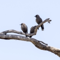 Artamus cyanopterus cyanopterus (Dusky Woodswallow) at Amaroo, ACT - 27 Dec 2018 by Alison Milton