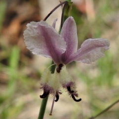 Arthropodium milleflorum (Vanilla Lily) at Booth, ACT - 28 Dec 2018 by JohnBundock