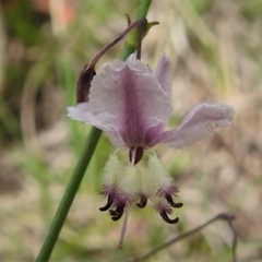 Arthropodium milleflorum at Booth, ACT - 28 Dec 2018 11:28 AM