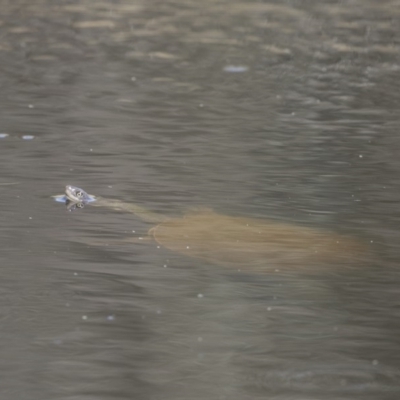 Chelodina longicollis (Eastern Long-necked Turtle) at Amaroo, ACT - 28 Dec 2018 by AlisonMilton