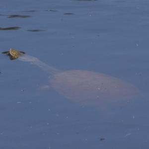 Chelodina longicollis at Amaroo, ACT - 28 Dec 2018