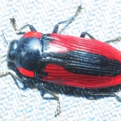 Temognatha rufocyanea (Jewel beetle) at Bugong National Park - 23 Dec 2018 by Harrisi