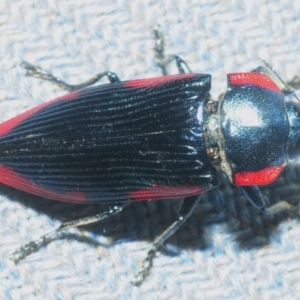 Temognatha rufocyanea at Budgong, NSW - 23 Dec 2018