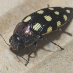 Astraeus crassus (Crassus jewel beetle) at Tianjara, NSW - 23 Dec 2018 by Harrisi