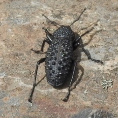 Talaurinus typicus (Ground weevil) at Namadgi National Park - 28 Dec 2018 by JohnBundock