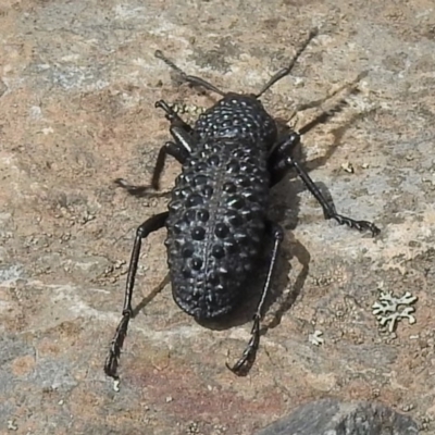 Talaurinus typicus (Ground weevil) at Booth, ACT - 28 Dec 2018 by JohnBundock