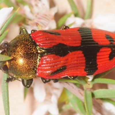 Castiarina ignota (A Jewel Beetle) at Tidbinbilla Nature Reserve - 27 Dec 2018 by Harrisi