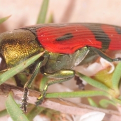 Castiarina ignota at Paddys River, ACT - 27 Dec 2018