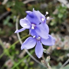 Veronica perfoliata (Digger's Speedwell) at Booth, ACT - 27 Dec 2018 by JohnBundock