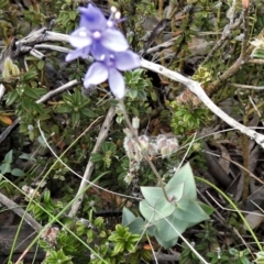 Veronica perfoliata at Booth, ACT - 28 Dec 2018 10:27 AM