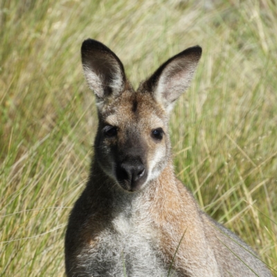 Notamacropus rufogriseus (Red-necked Wallaby) at Gibraltar Pines - 27 Dec 2018 by MatthewFrawley