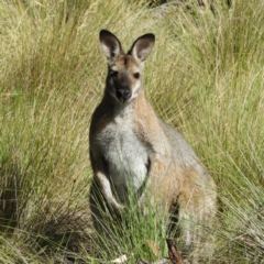 Notamacropus rufogriseus at Paddys River, ACT - 28 Dec 2018 09:20 AM