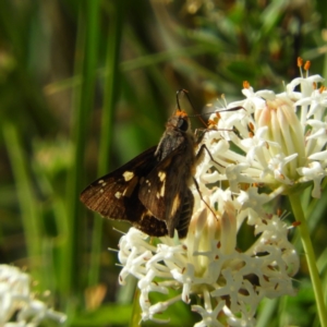 Trapezites phigalioides at Paddys River, ACT - 28 Dec 2018 09:29 AM