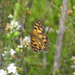 Heteronympha cordace (Bright-eyed Brown) at Paddys River, ACT - 28 Dec 2018 by MatthewFrawley