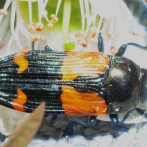 Castiarina pulchripes at Jerrawangala, NSW - 23 Dec 2018 10:41 PM