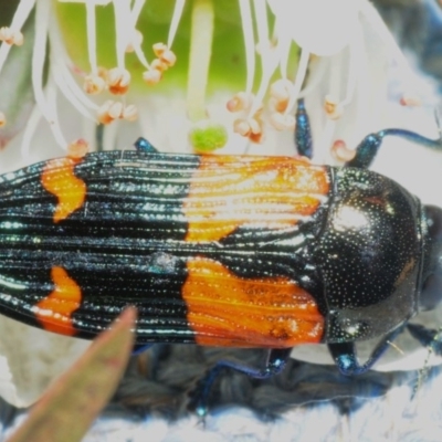 Castiarina pulchripes (Jewel beetle) at Jerrawangala, NSW - 23 Dec 2018 by Harrisi