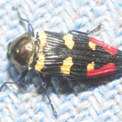 Castiarina insignis (Jewel beetle) at Bugong National Park - 23 Dec 2018 by Harrisi