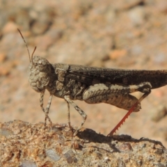 Austroicetes pusilla (Grasshopper, Locust) at Urambi Hills - 26 Dec 2018 by michaelb