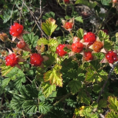 Rubus parvifolius (Native Raspberry) at Tuggeranong DC, ACT - 26 Dec 2018 by MichaelBedingfield
