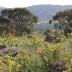 Hypericum perforatum (St John's Wort) at Urambi Hills - 26 Dec 2018 by michaelb