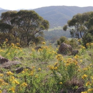 Hypericum perforatum at Urambi Hills - 26 Dec 2018