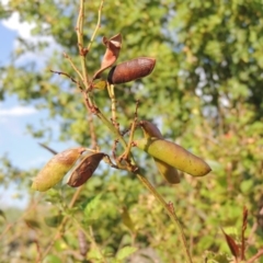 Hardenbergia violacea (False Sarsaparilla) at Urambi Hills - 26 Dec 2018 by michaelb