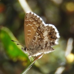 Neolucia agricola (Fringed Heath-blue) at Paddys River, ACT - 28 Dec 2018 by MatthewFrawley