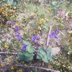 Veronica perfoliata at Namadgi National Park - 23 Dec 2018 12:32 PM