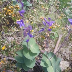 Veronica perfoliata at Namadgi National Park - 23 Dec 2018