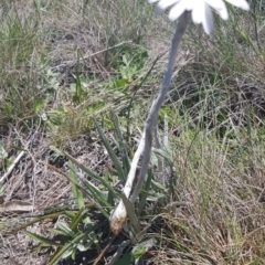 Celmisia tomentella (Common Snow Daisy) at Cotter River, ACT - 23 Dec 2018 by jeremyahagan