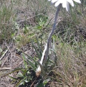 Celmisia tomentella at Cotter River, ACT - 23 Dec 2018