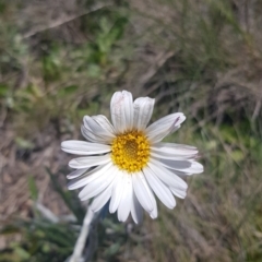 Celmisia tomentella at Cotter River, ACT - 23 Dec 2018