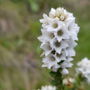 Epacris breviflora at Bimberi, NSW - 23 Dec 2018 03:16 PM