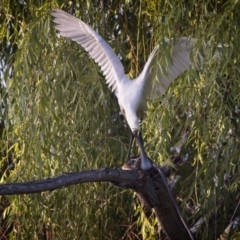 Platalea regia (Royal Spoonbill) at Fyshwick, ACT - 28 Dec 2018 by GlennMcMellon